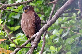 Crested Serpent Eagle Ishigaki Island Fri, 2/3/2023