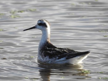 2019年9月22日(日) 愛知県愛西市立田町の野鳥観察記録