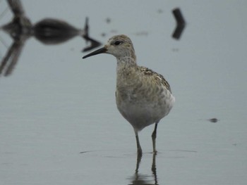 Ruff 愛知県愛西市立田町 Fri, 10/11/2019