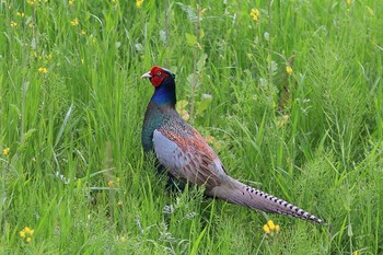 Green Pheasant 埼玉県 Sat, 4/14/2018