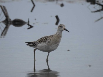 Ruff 愛知県愛西市立田町 Fri, 10/11/2019