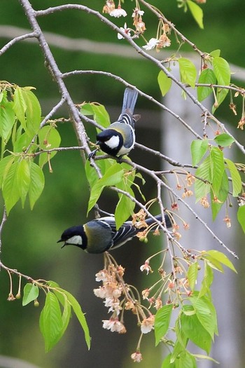 シジュウカラ 埼玉県 2018年4月14日(土)