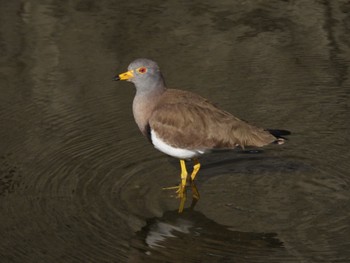 Sun, 2/5/2023 Birding report at 奈良市