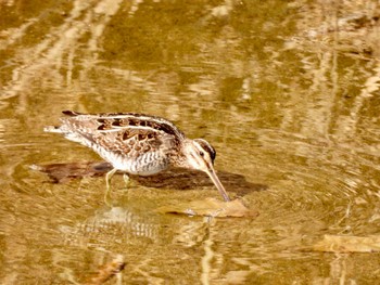 Common Snipe 奈良市 Sun, 2/5/2023