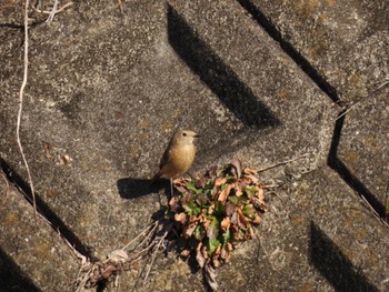 Daurian Redstart 奈良市 Sun, 2/5/2023