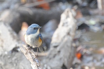 Red-flanked Bluetail Kitamoto Nature Observation Park Sat, 2/4/2023