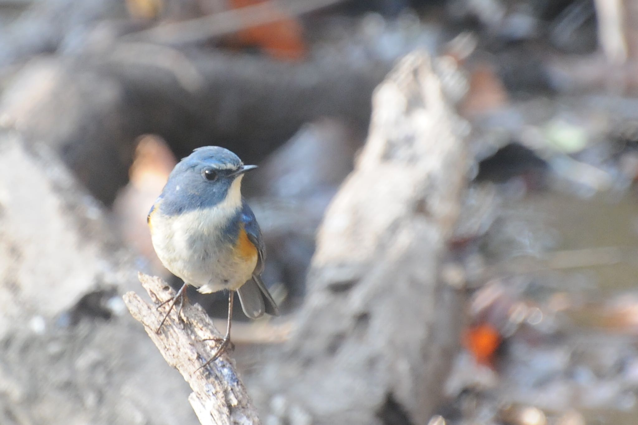 Photo of Red-flanked Bluetail at Kitamoto Nature Observation Park by ウィル