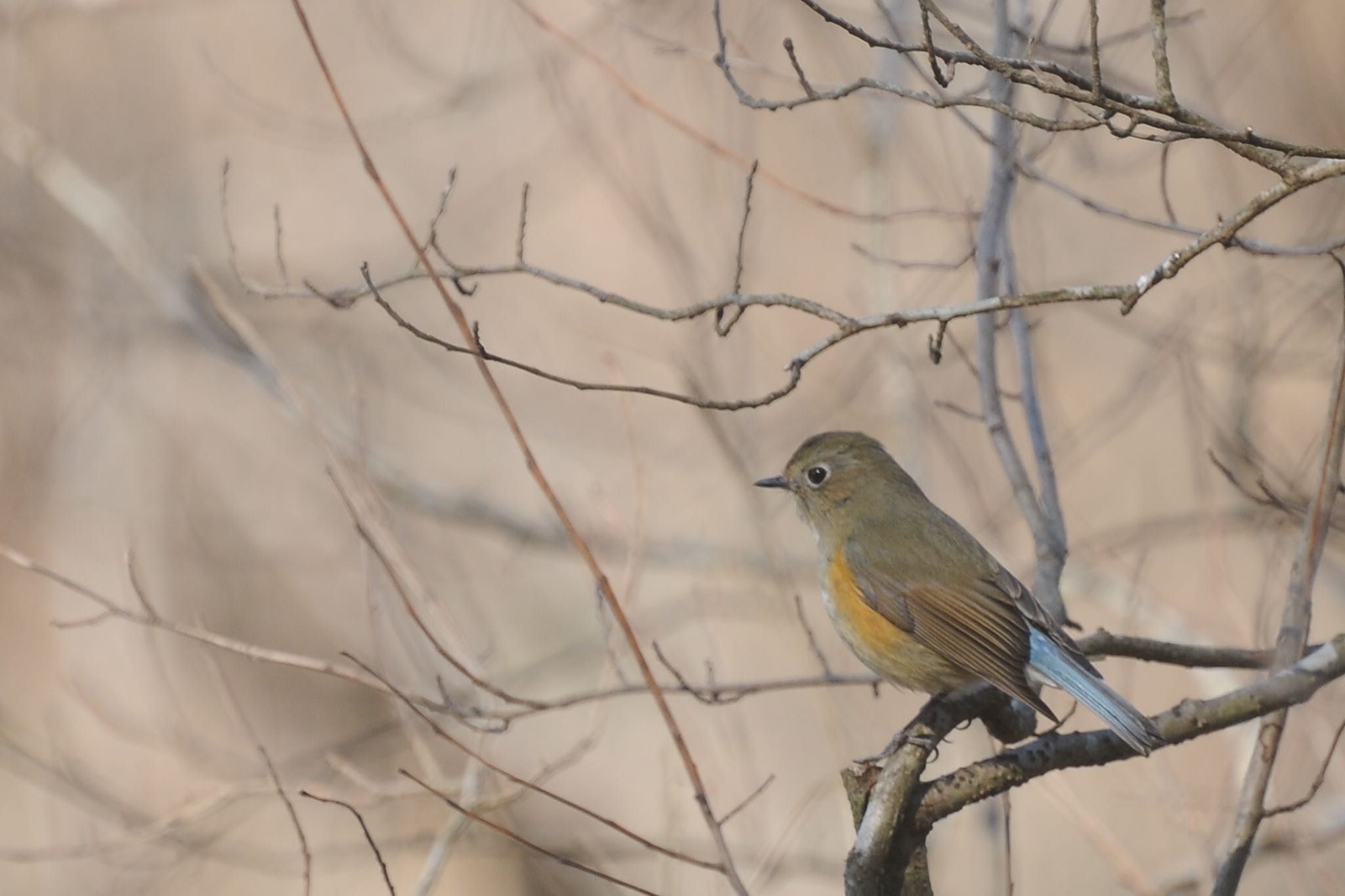 Photo of Red-flanked Bluetail at Kitamoto Nature Observation Park by ウィル