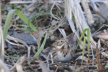 Rustic Bunting Kitamoto Nature Observation Park Sat, 2/4/2023