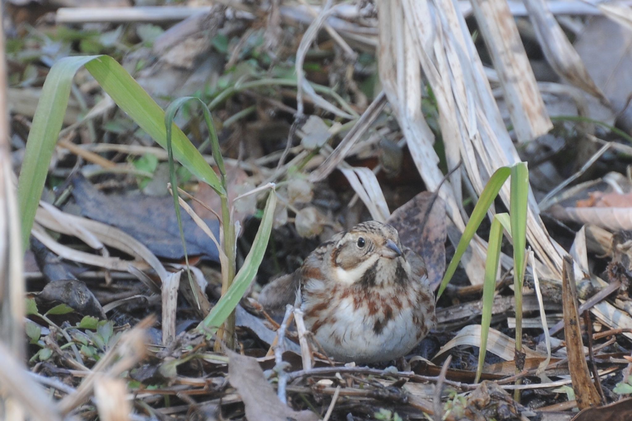 Photo of Rustic Bunting at Kitamoto Nature Observation Park by ウィル