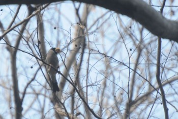 Japanese Grosbeak Higashitakane Forest park Sat, 1/28/2023