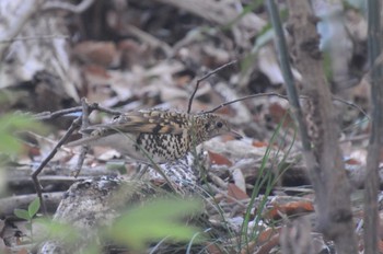 Sun, 2/5/2023 Birding report at Higashitakane Forest park