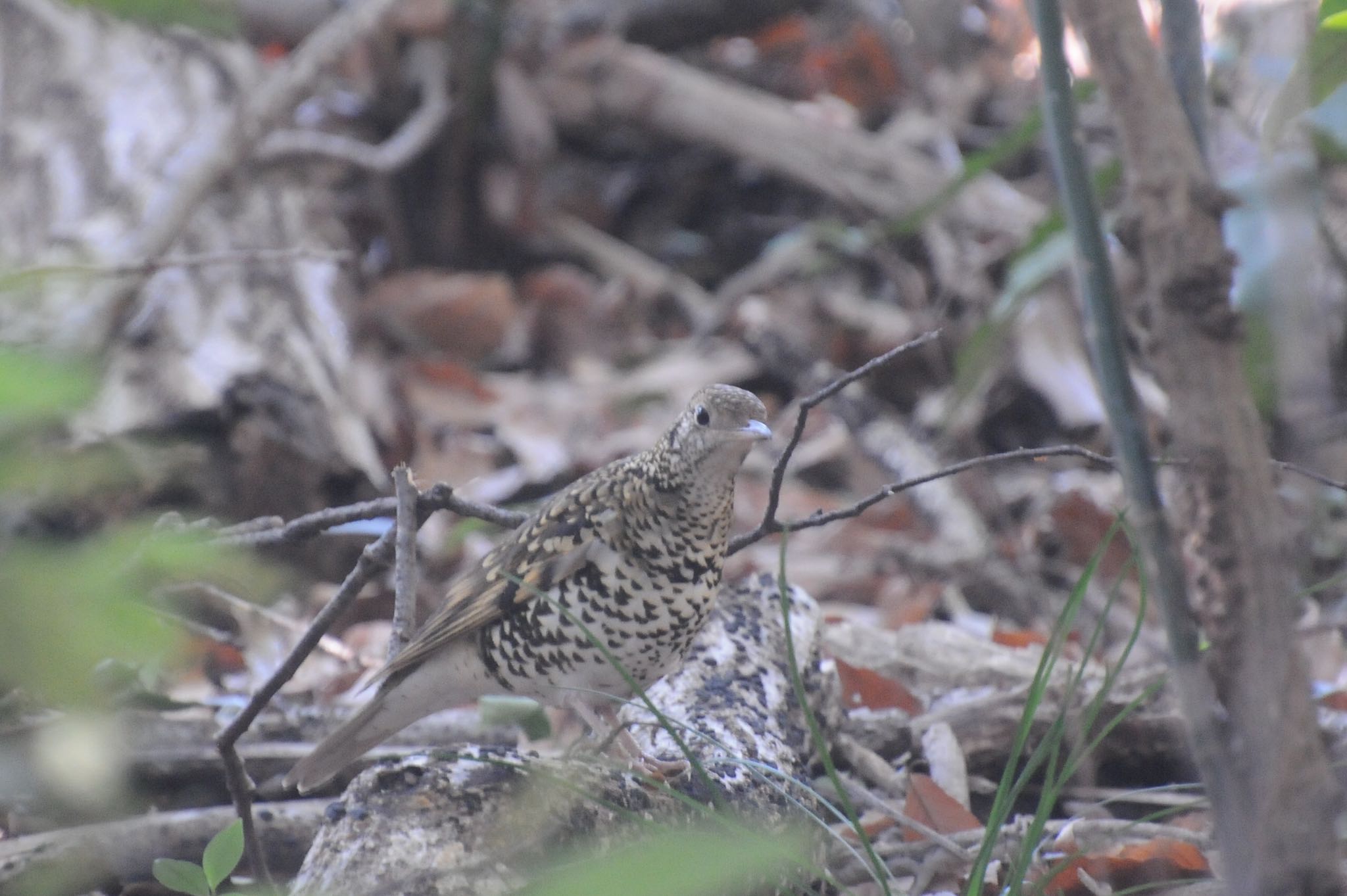 Photo of White's Thrush at Higashitakane Forest park by ウィル