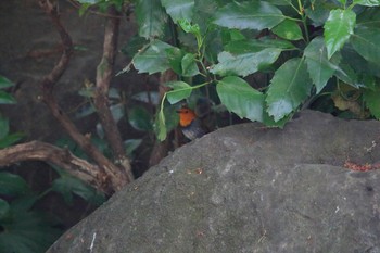 Japanese Robin 埼玉県 Sat, 4/14/2018