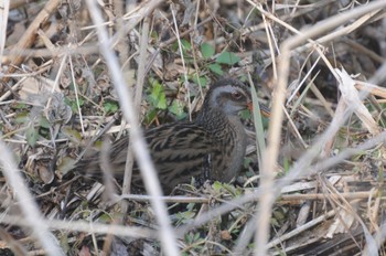 Brown-cheeked Rail Kitamoto Nature Observation Park Sat, 2/4/2023