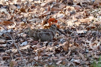 2023年2月5日(日) 舞岡公園の野鳥観察記録