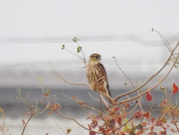 コチョウゲンボウ 鍋田干拓地 2019年11月24日(日)