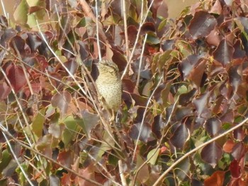 2019年11月24日(日) 鍋田干拓地の野鳥観察記録