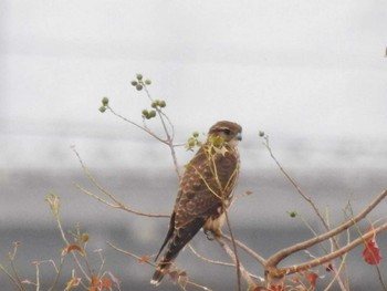 コチョウゲンボウ 鍋田干拓地 2019年11月24日(日)