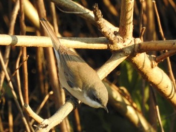 2019年12月23日(月) 祖父江ワイルドネイチャー緑地の野鳥観察記録