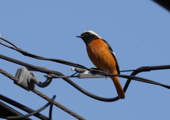 Daurian Redstart 倉敷市林 Sun, 2/5/2023