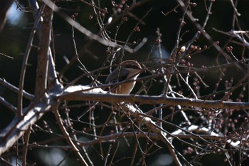 Sun, 2/5/2023 Birding report at 千葉県立行田公園