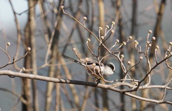 Long-tailed Tit 倉敷市林 Sun, 2/5/2023