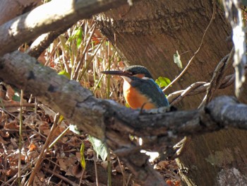 Common Kingfisher 千葉市泉自然公園 Sun, 2/5/2023