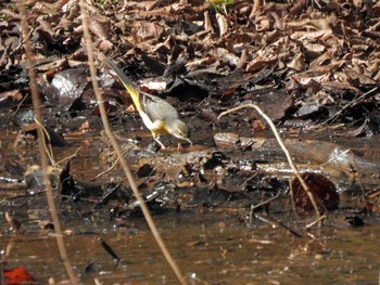 Grey Wagtail 千葉市泉自然公園 Sun, 2/5/2023