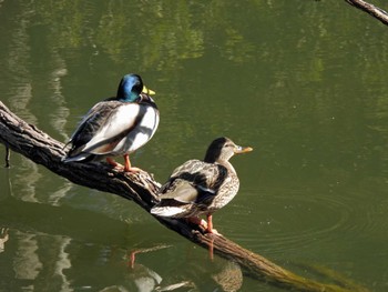 Mallard 千葉市泉自然公園 Sun, 2/5/2023