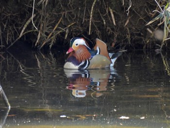 Mandarin Duck 千葉市泉自然公園 Sun, 2/5/2023