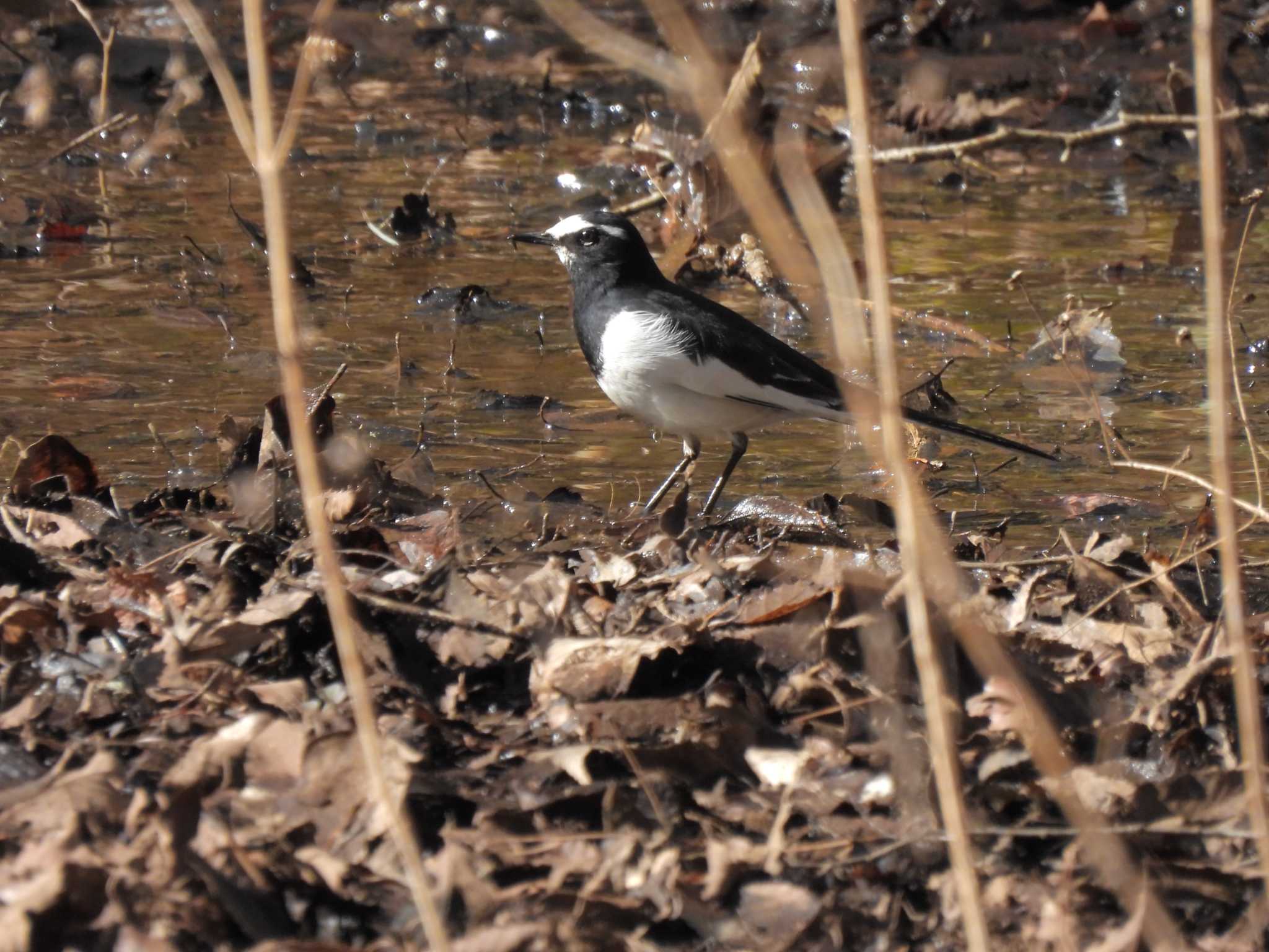 Photo of Japanese Wagtail at 千葉市泉自然公園 by ごろぞー