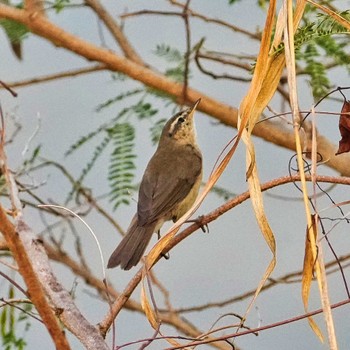 コクリュウコウイナダヨシキリ Khao Chi Hon No Hunting Wildlife Area  2023年2月2日(木)