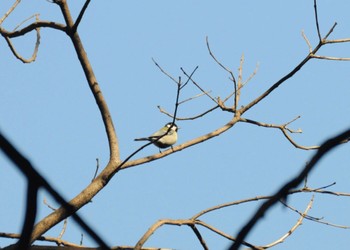 Japanese Tit Shinjuku Gyoen National Garden Unknown Date