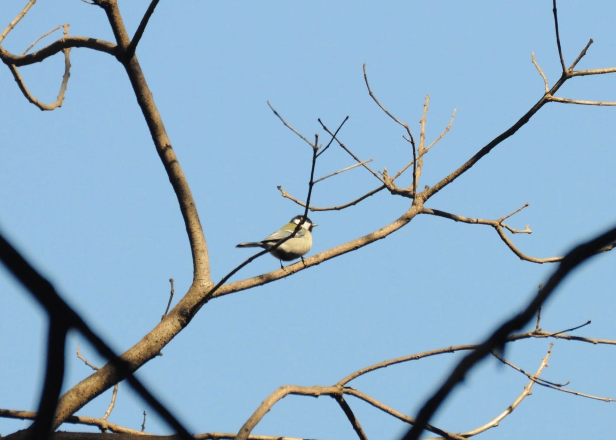 Photo of Japanese Tit at Shinjuku Gyoen National Garden by すずらん