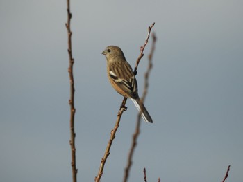 Siberian Long-tailed Rosefinch 平城宮跡 Sun, 2/5/2023