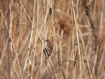 Common Reed Bunting 平城宮跡 Sun, 2/5/2023