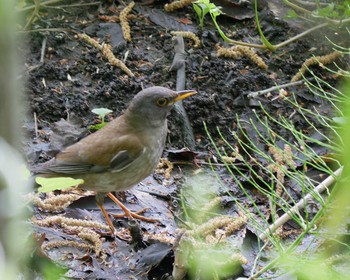 Unknown Species Kitamoto Nature Observation Park Thu, 4/12/2018