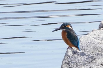 Sun, 2/5/2023 Birding report at Shin-yokohama Park