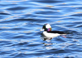 Bufflehead 多摩川 Tue, 1/31/2023