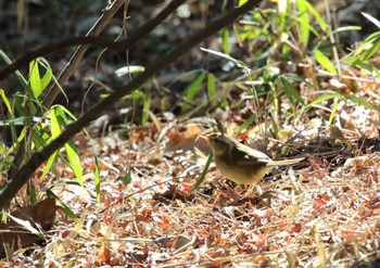 Japanese Bush Warbler 東京都立桜ヶ丘公園(聖蹟桜ヶ丘) Tue, 1/31/2023