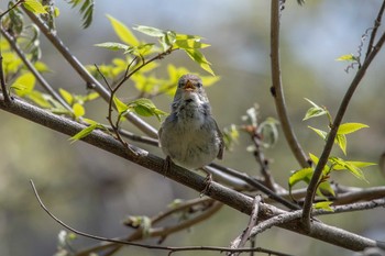 Japanese Bush Warbler Akashi Park Fri, 4/13/2018