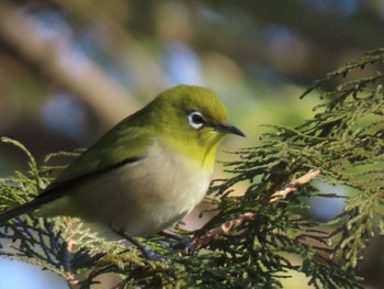 Warbling White-eye Mizumoto Park Sun, 2/5/2023