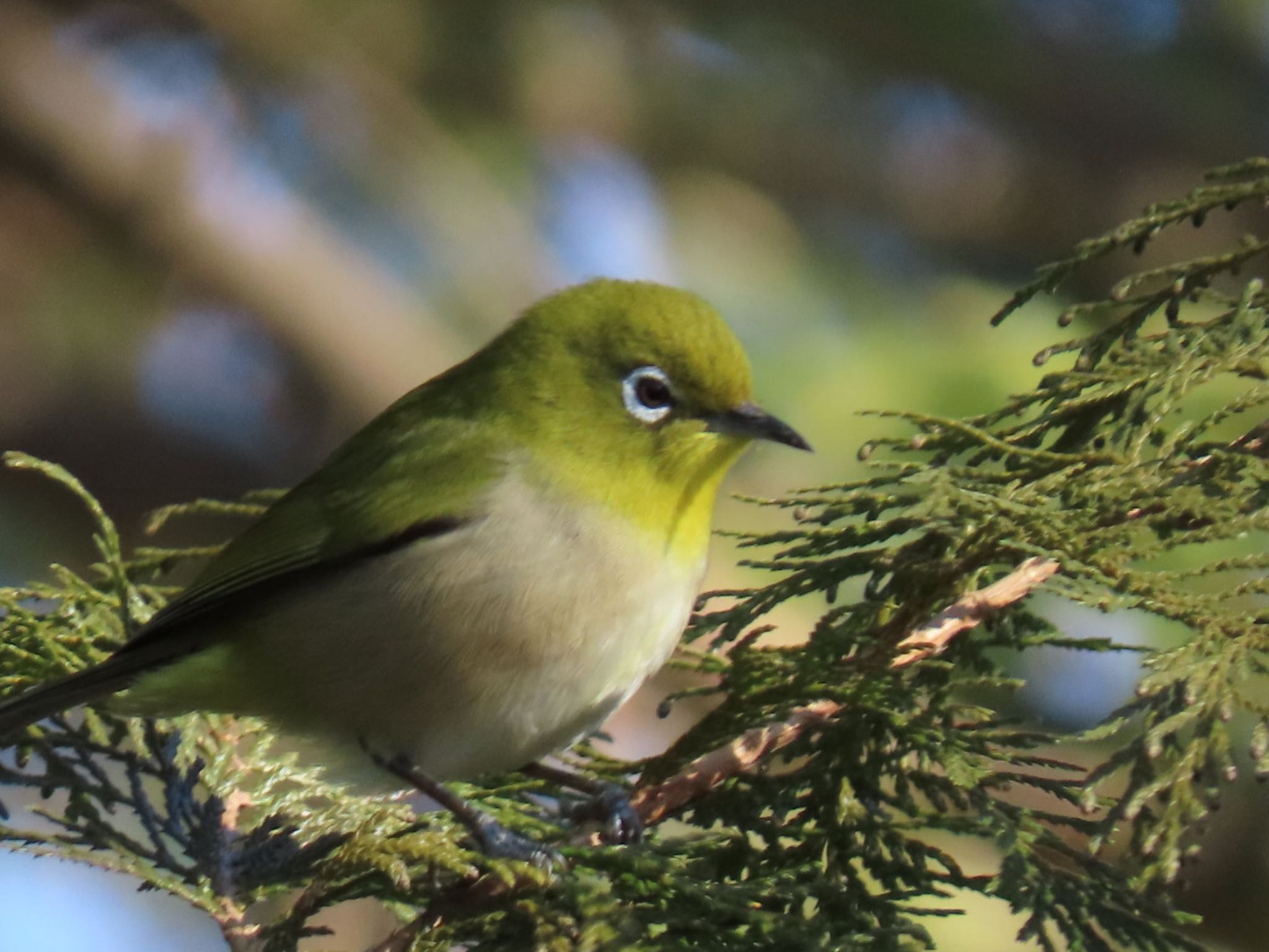 Warbling White-eye