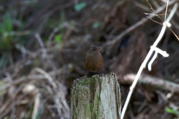 Eurasian Wren いつもの林道 Sun, 4/8/2018