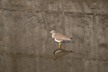 ケリ 富雄川 2023年2月5日(日)