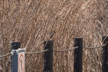 Brown Shrike 平城宮跡 Sun, 2/5/2023