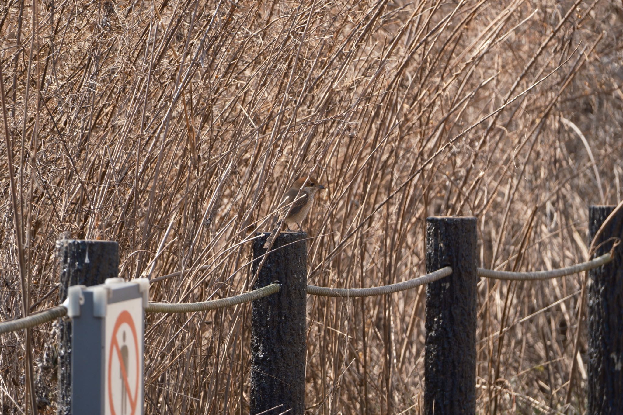 Photo of Brown Shrike at 平城宮跡 by グンシン