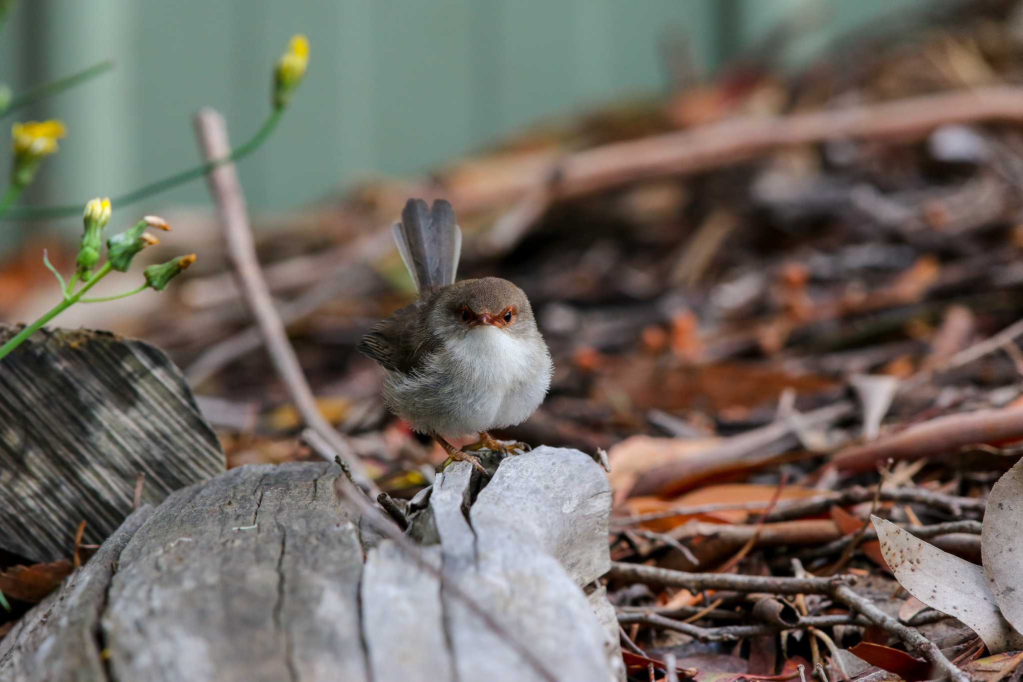 Superb Fairywren