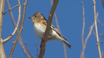 Brambling 北勢中央公園 Sun, 1/29/2023